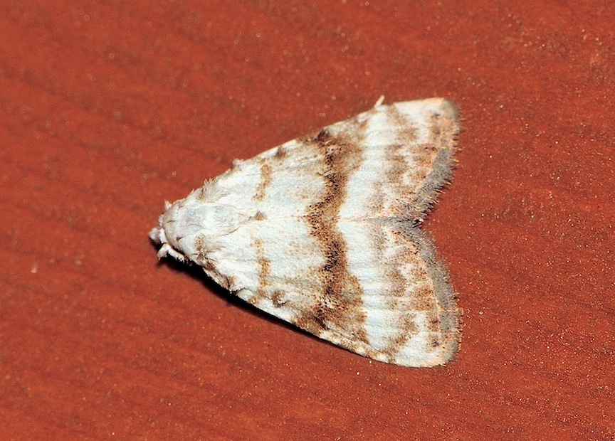 Meganola albula